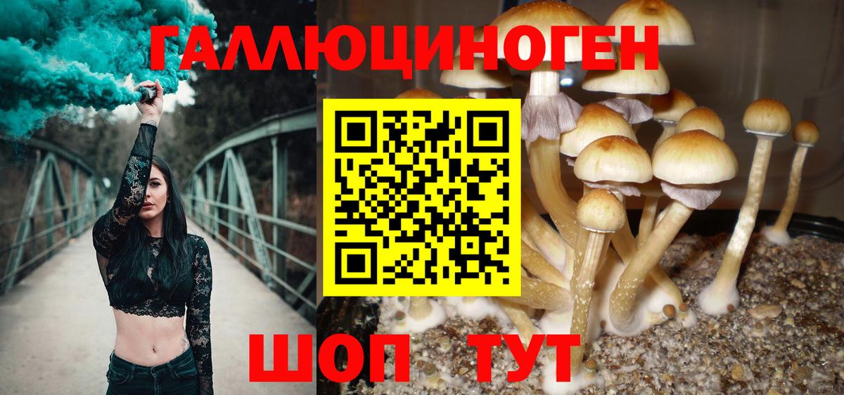 Галлюциногенные грибы Psilocybe Малгобек